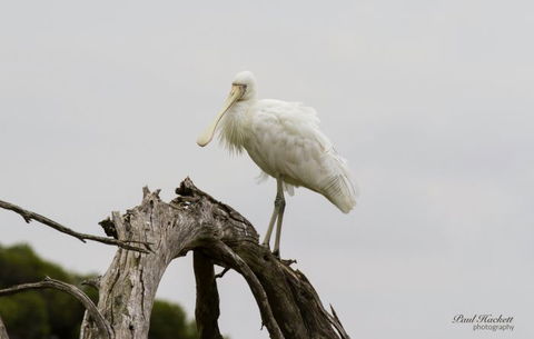 Melbourne Birding Tours - Mackay Tourism 2