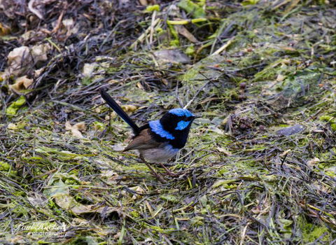 Melbourne Birding Tours - Mackay Tourism 9