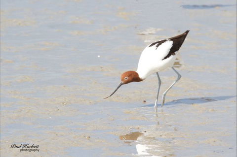 Melbourne Birding Tours - Mackay Tourism 12