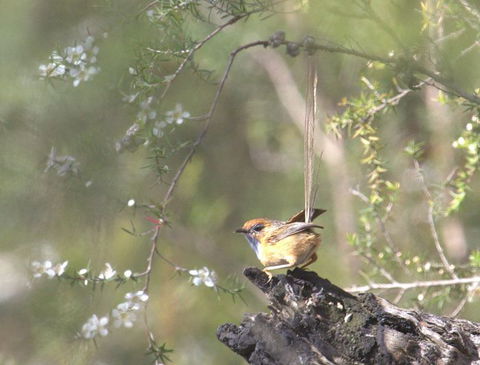 Melbourne Birding Tours - Mackay Tourism 15