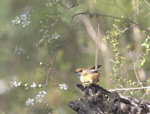 Melbourne Birding Tours - Mackay Tourism 18