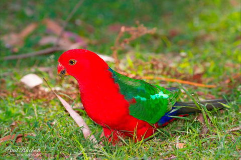 Melbourne Birding Tours - Mackay Tourism 20