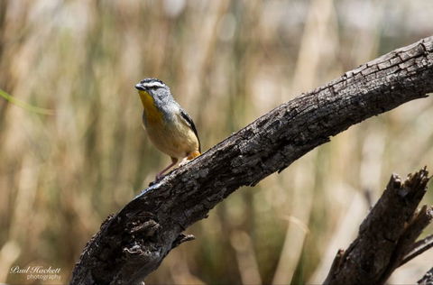 Melbourne Birding Tours - Mackay Tourism 22
