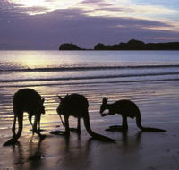 Beachcomber Cove Track - Mackay Tourism