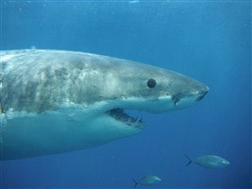 Goin' Off Safaris - Mackay Tourism 3