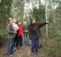 Great Western Tiers Forest Walks Tasmania - Mackay Tourism