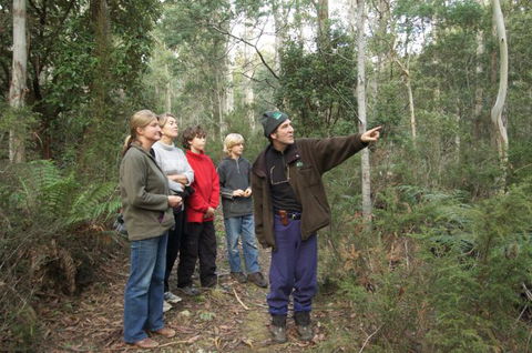 Great Western Tiers Forest Walks Tasmania - Mackay Tourism 0