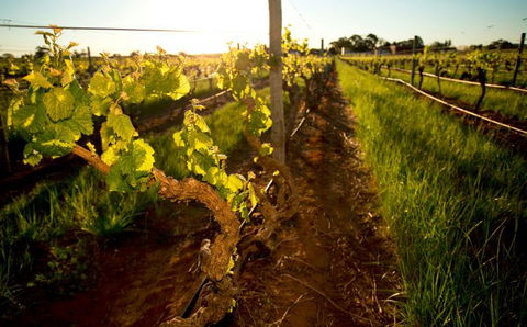 Kaesler Old Vine Vineyard Tour - Mackay Tourism 0