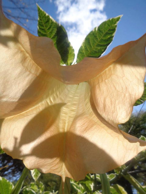 Marysworldart Bali Imports - Mackay Tourism 1