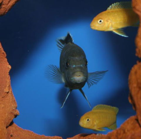 River To Reef Aquarium - Mackay Tourism 1