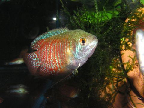 River To Reef Aquarium - Mackay Tourism 4