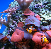 Tropical Marine Centre - Mackay Tourism