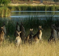 Canberra - The National Capital  Full Day Private Tour  Departs from Sydney - Mackay Tourism