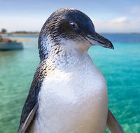 Full-Day Penguin Island  Fremantle Town - Mackay Tourism