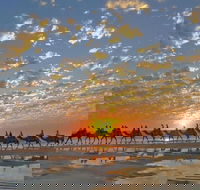 1 Hour Broome Sunset Camel Tour - Mackay Tourism