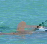 Snubfin Dolphin Eco Cruise from Broome - Mackay Tourism