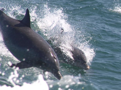 Swim With Dolphins Day Trip From Perth - Mackay Tourism 2