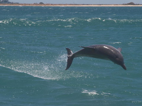 Swim With Dolphins Day Trip From Perth - Mackay Tourism 3
