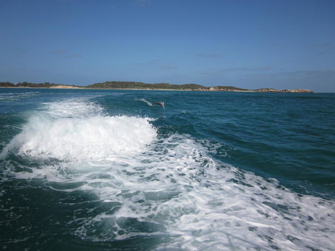 Swim With Dolphins Day Trip From Perth - Mackay Tourism 4