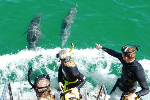 Swim With Dolphins Day Trip From Perth - Mackay Tourism 8