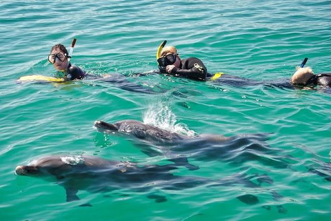 Swim With Dolphins Day Trip From Perth - Mackay Tourism 5
