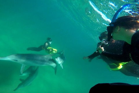 Swim With Dolphins Day Trip From Perth - Mackay Tourism 9