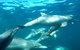 Swim With Dolphins Day Trip From Perth - thumb 7