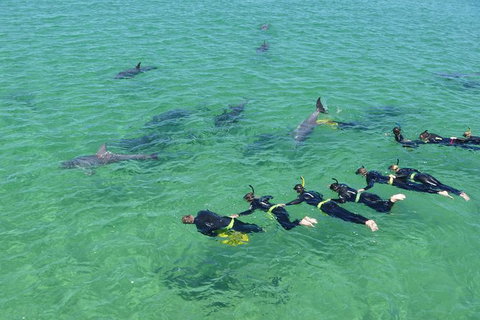 Swim With Dolphins Day Trip From Perth - Mackay Tourism 6