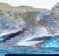 Jet Boat Whale Watching Safari from Dunsborough - Mackay Tourism