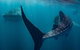 Ningaloo Whale Shark Swim On A Powerboat - thumb 7