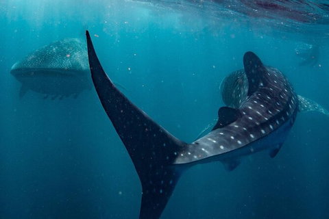 Ningaloo Whale Shark Swim On A Powerboat - Mackay Tourism 7