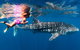 Ningaloo Whale Shark Swim On A Powerboat - thumb 4