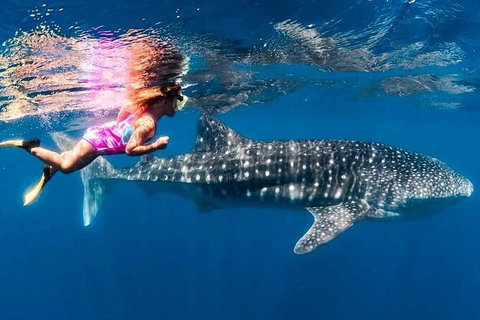 Ningaloo Whale Shark Swim On A Powerboat - Mackay Tourism 4