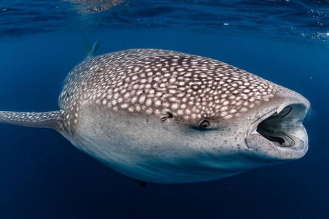 Ningaloo Whale Shark Swim On A Powerboat - Mackay Tourism 3