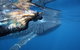 Ningaloo Whale Shark Swim On A Powerboat - thumb 2