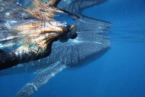 Ningaloo Whale Shark Swim On A Powerboat - Mackay Tourism 2