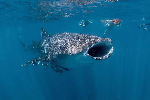 Ningaloo Whale Shark Swim On A Powerboat - Mackay Tourism 6
