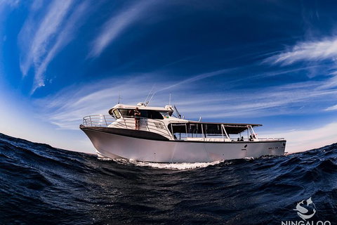 Ningaloo Whale Shark Swim On A Powerboat - Mackay Tourism 5