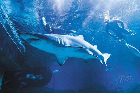 AQWA The Aquarium Of Western Australia: General Admission - Mackay Tourism 9