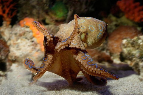 AQWA The Aquarium Of Western Australia: General Admission - Mackay Tourism 15