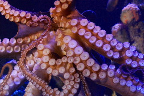 AQWA The Aquarium Of Western Australia: General Admission - Mackay Tourism 8