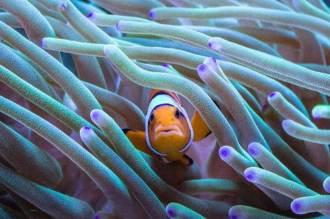 AQWA The Aquarium Of Western Australia: General Admission - Mackay Tourism 4