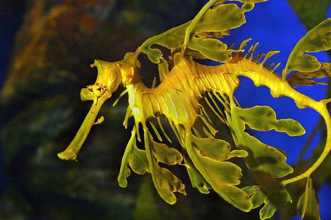AQWA The Aquarium Of Western Australia: General Admission - Mackay Tourism 13