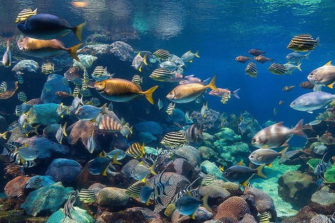 AQWA The Aquarium Of Western Australia: General Admission - Mackay Tourism 10