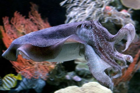 AQWA The Aquarium Of Western Australia: General Admission - Mackay Tourism 16