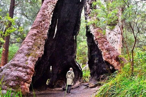 Albany Southwest Wilderness Day Tour - Fly From Perth - Mackay Tourism 7