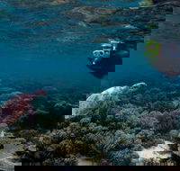 3 Night Ningaloo Reef Snorkel and Dive Getaway from Coral Bay - Mackay Tourism