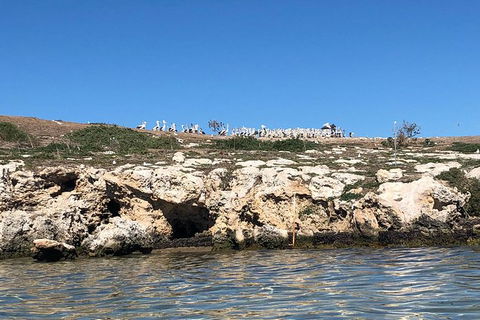 Penguin Island And Fremantle - Canoe, Chocolate & Coffee - Mackay Tourism 10
