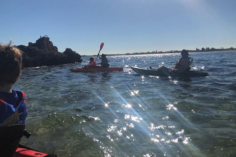 Penguin Island And Fremantle - Canoe, Chocolate & Coffee - Mackay Tourism 11