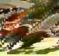 Very Best of Perth Tour - Wildlife Park  City Highlights Tour - Mackay Tourism